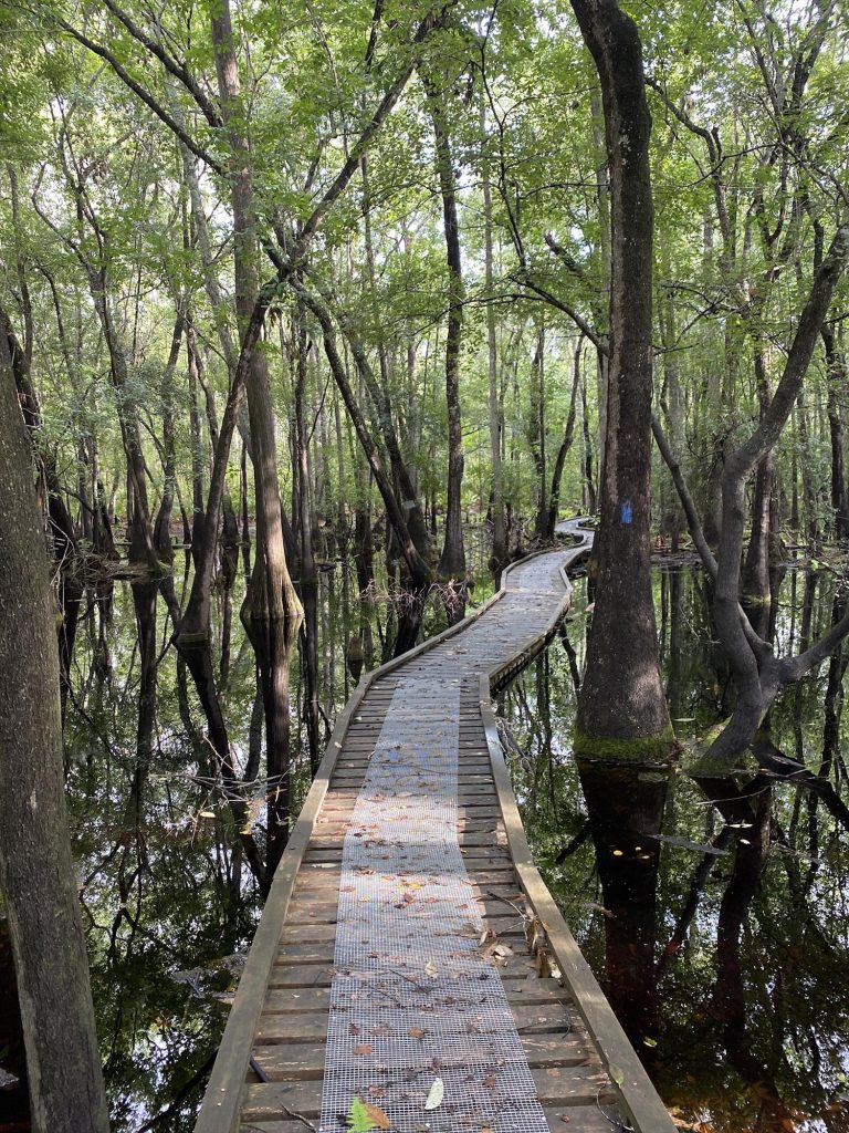 Long wooden boardwalk running through dense Florida swamp forest on the Forgotten Florida course