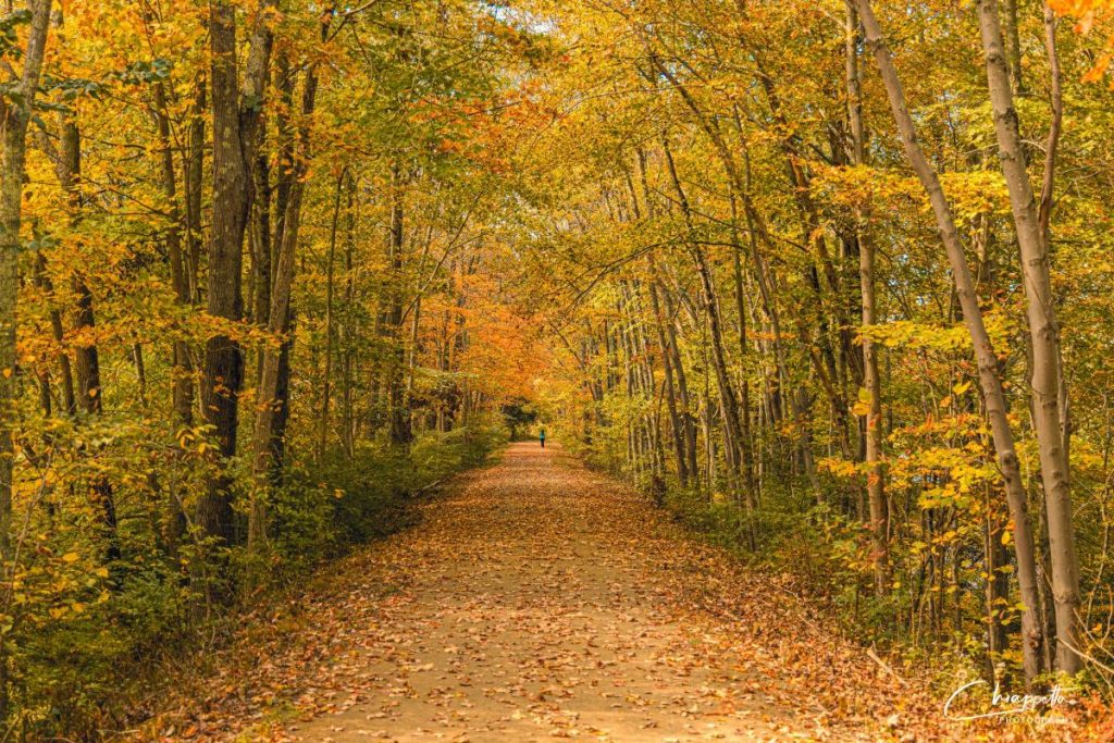 Leaf-covered singletrack trail through autumn hardwood forest in Virginia